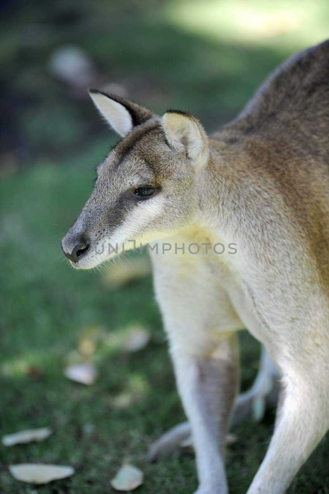 A close up shot of an Australian Wallaby