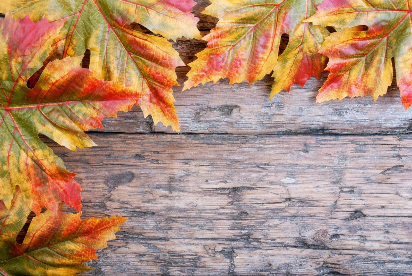 Autumn Background with Maple Leaves on Wood