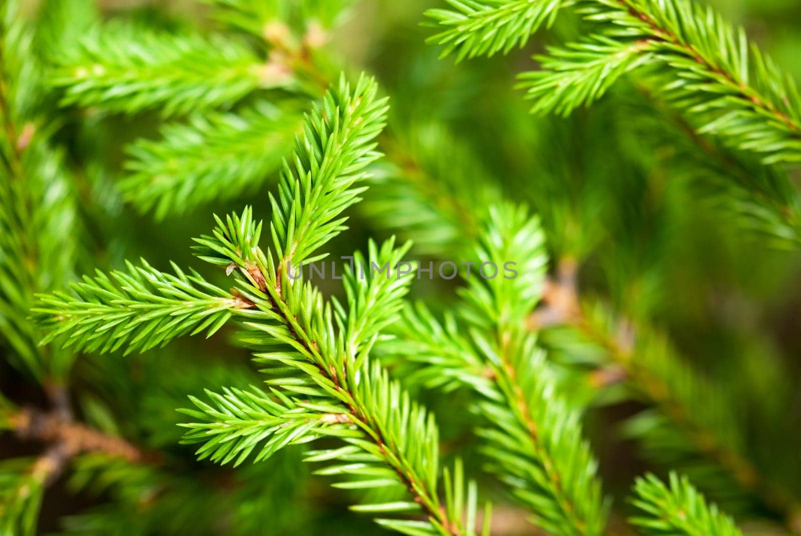 Green Tree Branches from Fir Tree as Natural Background