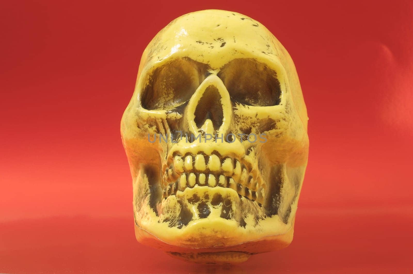 An Ancient Yellow Skull on a Colored Background