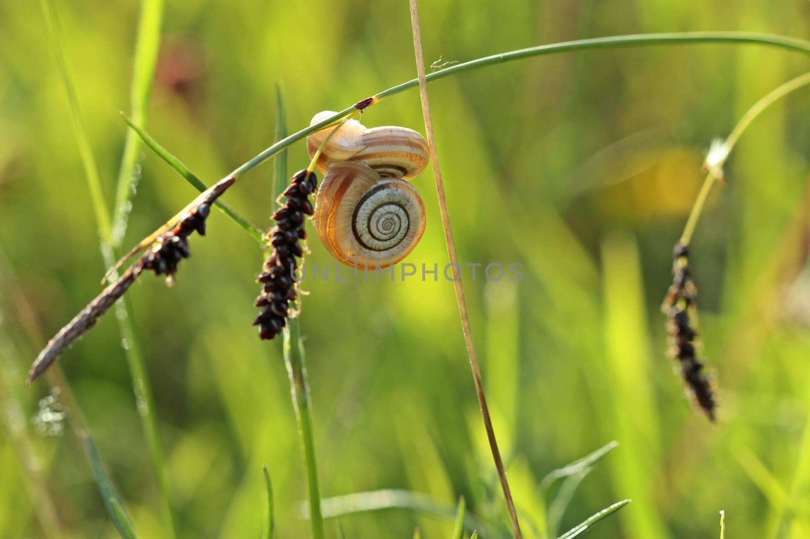 Two heather snails on blue-green segge (Carex flacca)