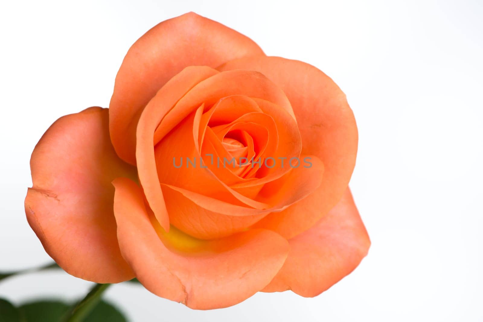 A rose petal