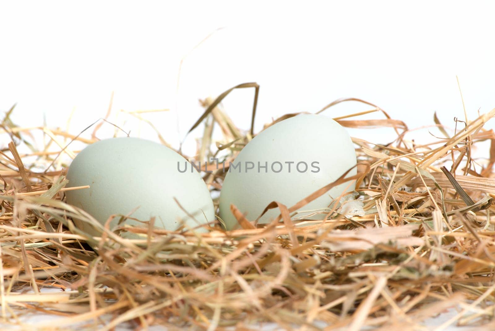 Eggs in the nest