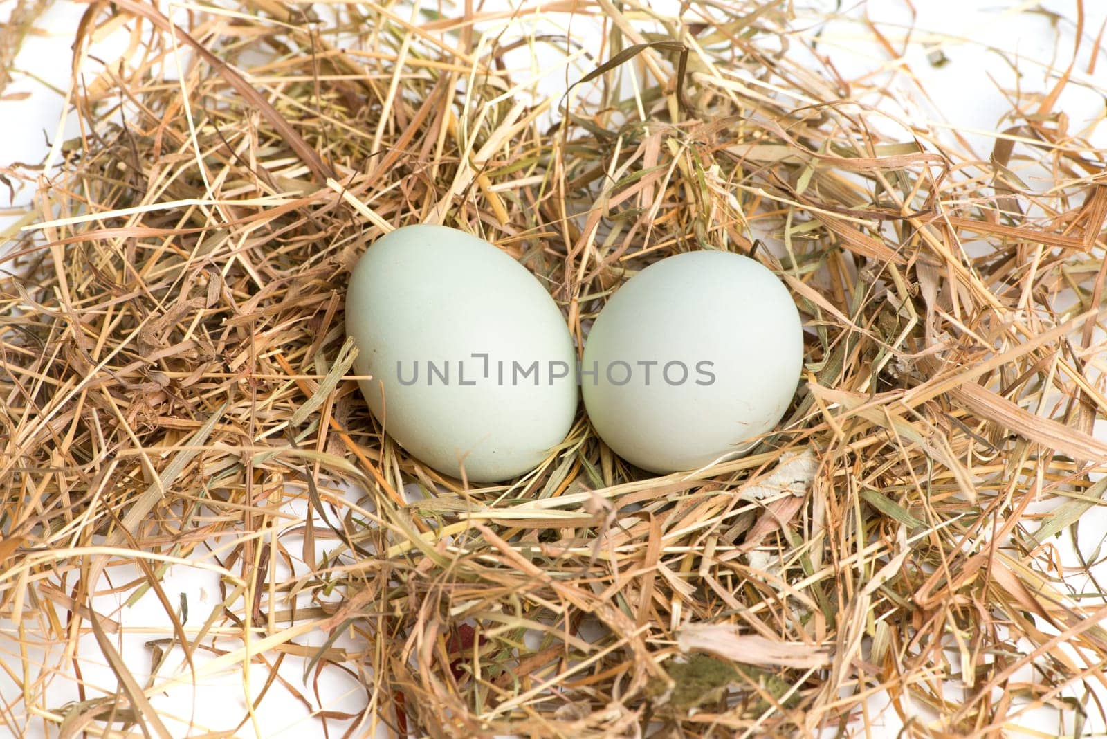 Eggs in the nest