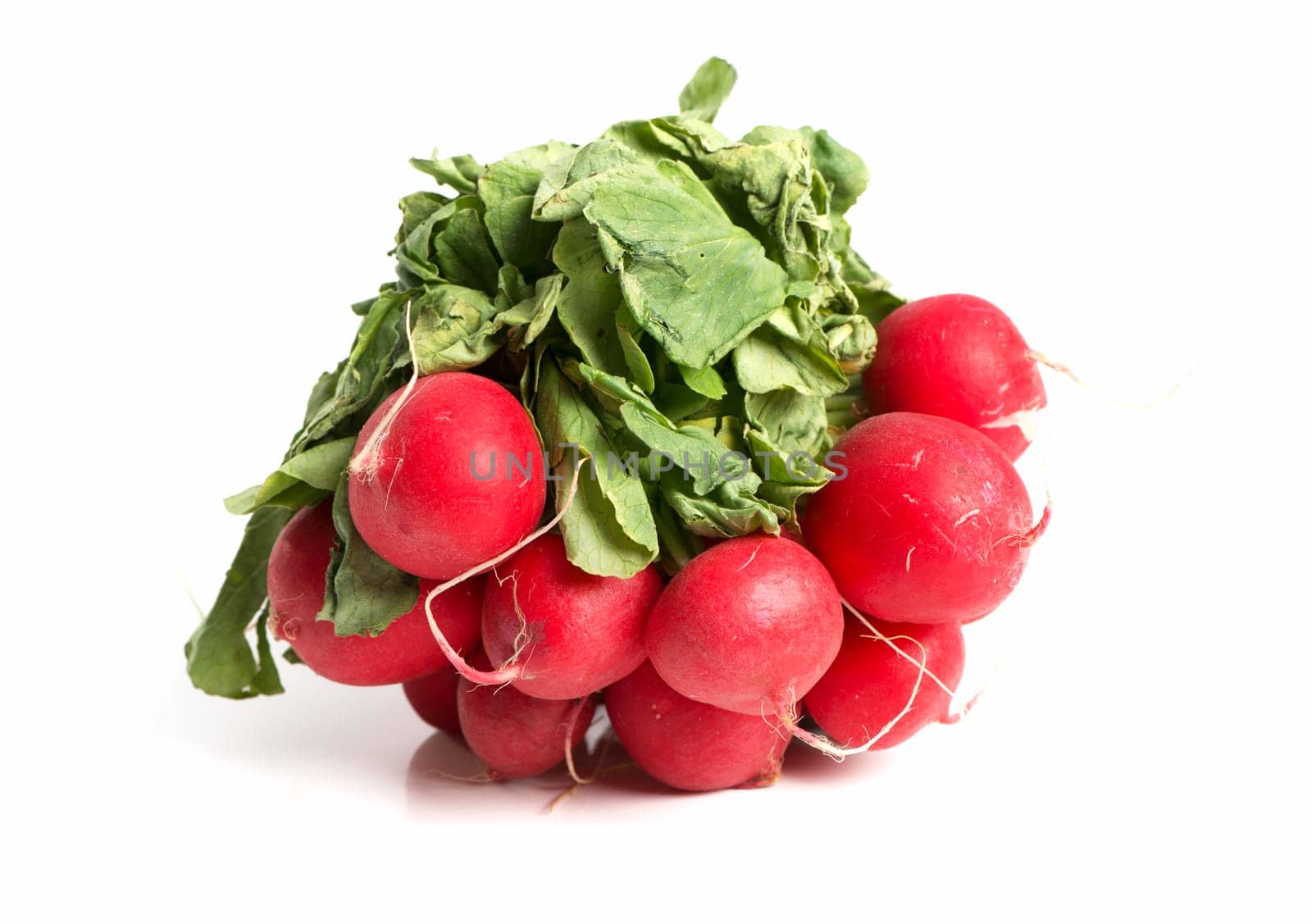 A Covenant Of Radish