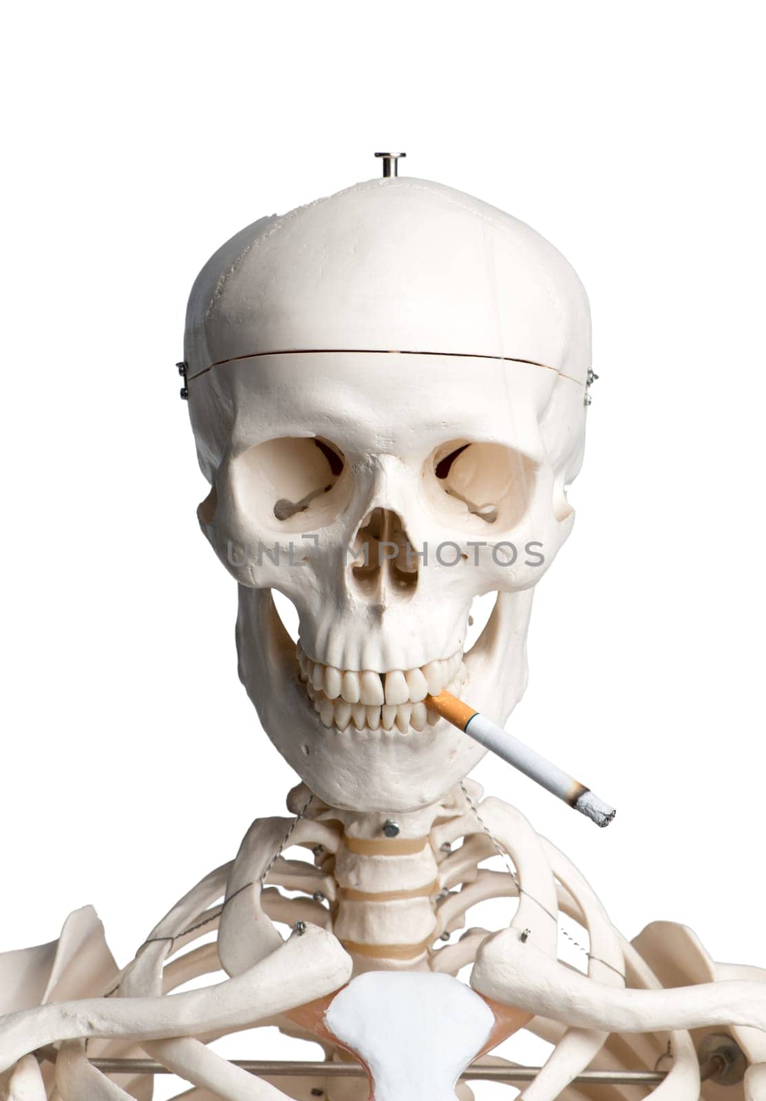 Skeleton with cigarette