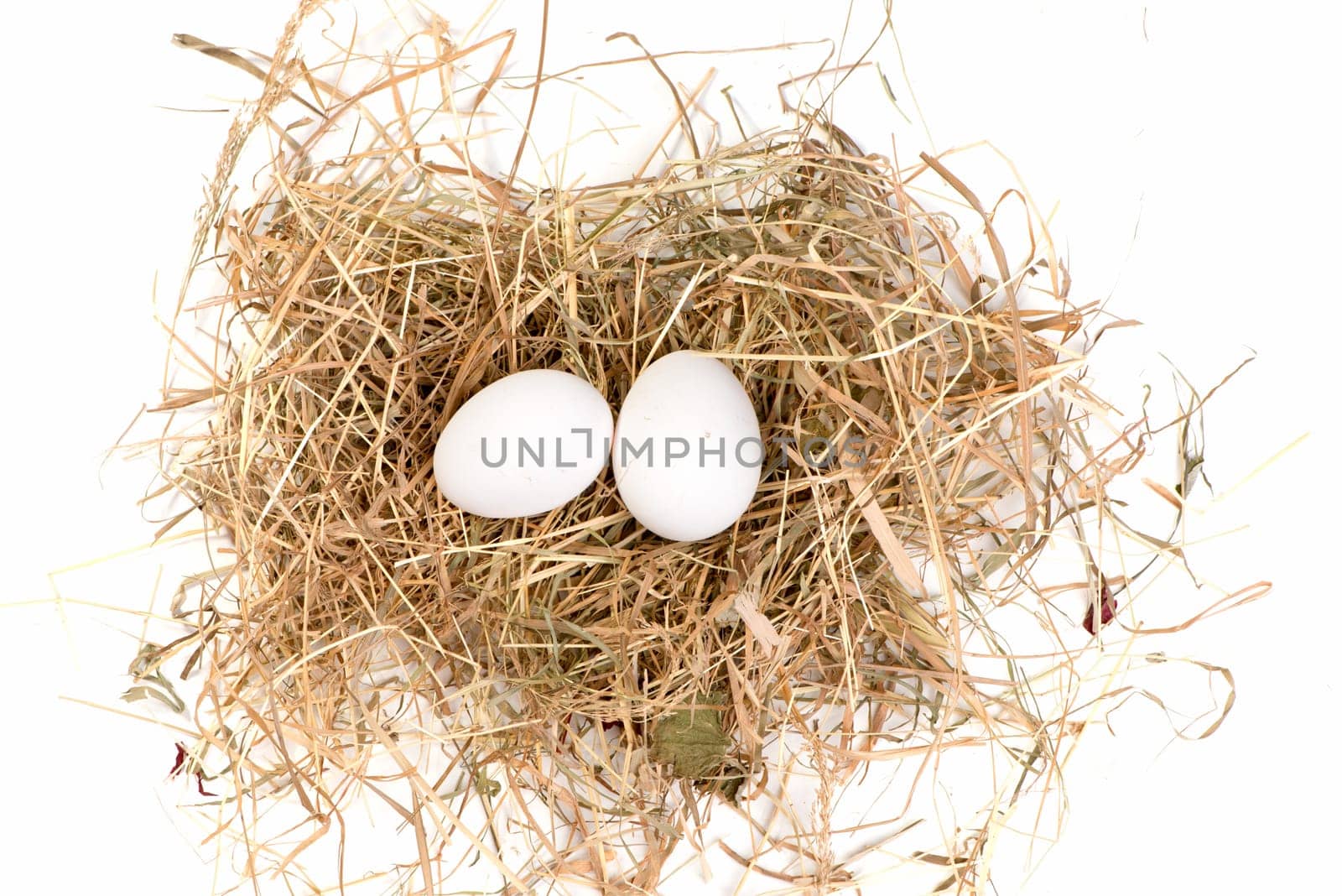 Eggs in the nest