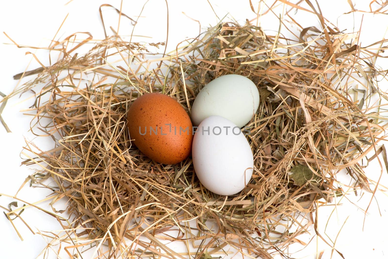 Eggs in the nest