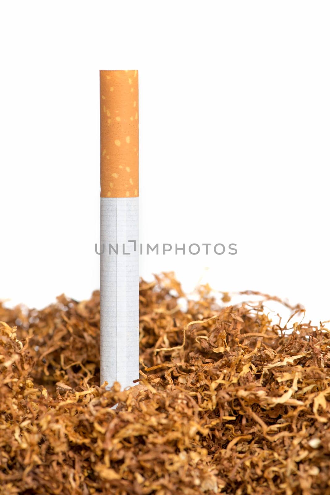 Cigarette in the tobacco heap