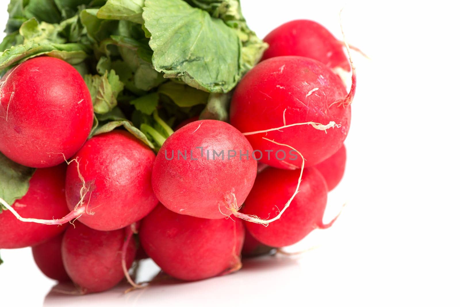 A Covenant Of Radish