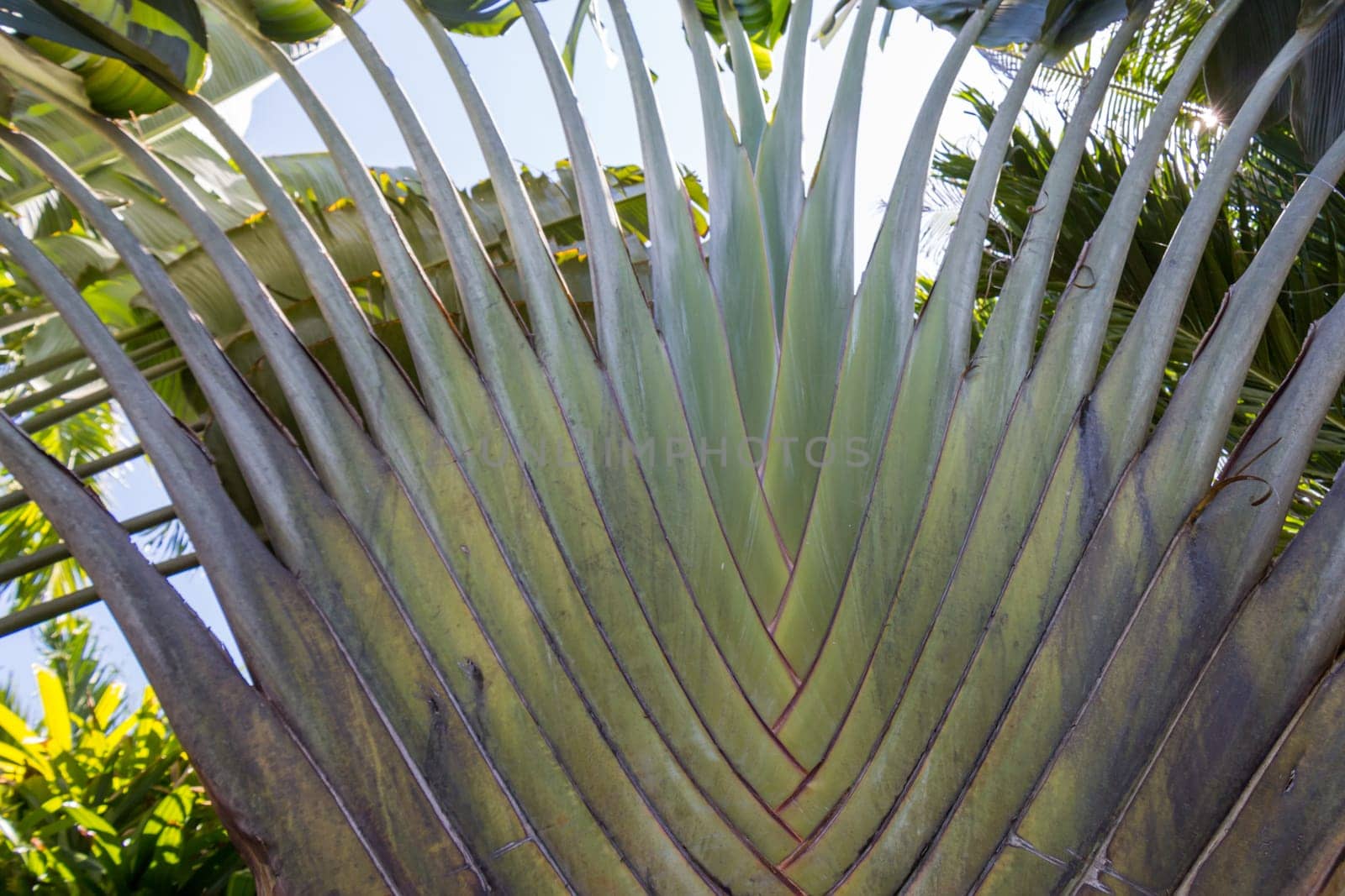 Close-up of a tropical palm with green leaves in detail