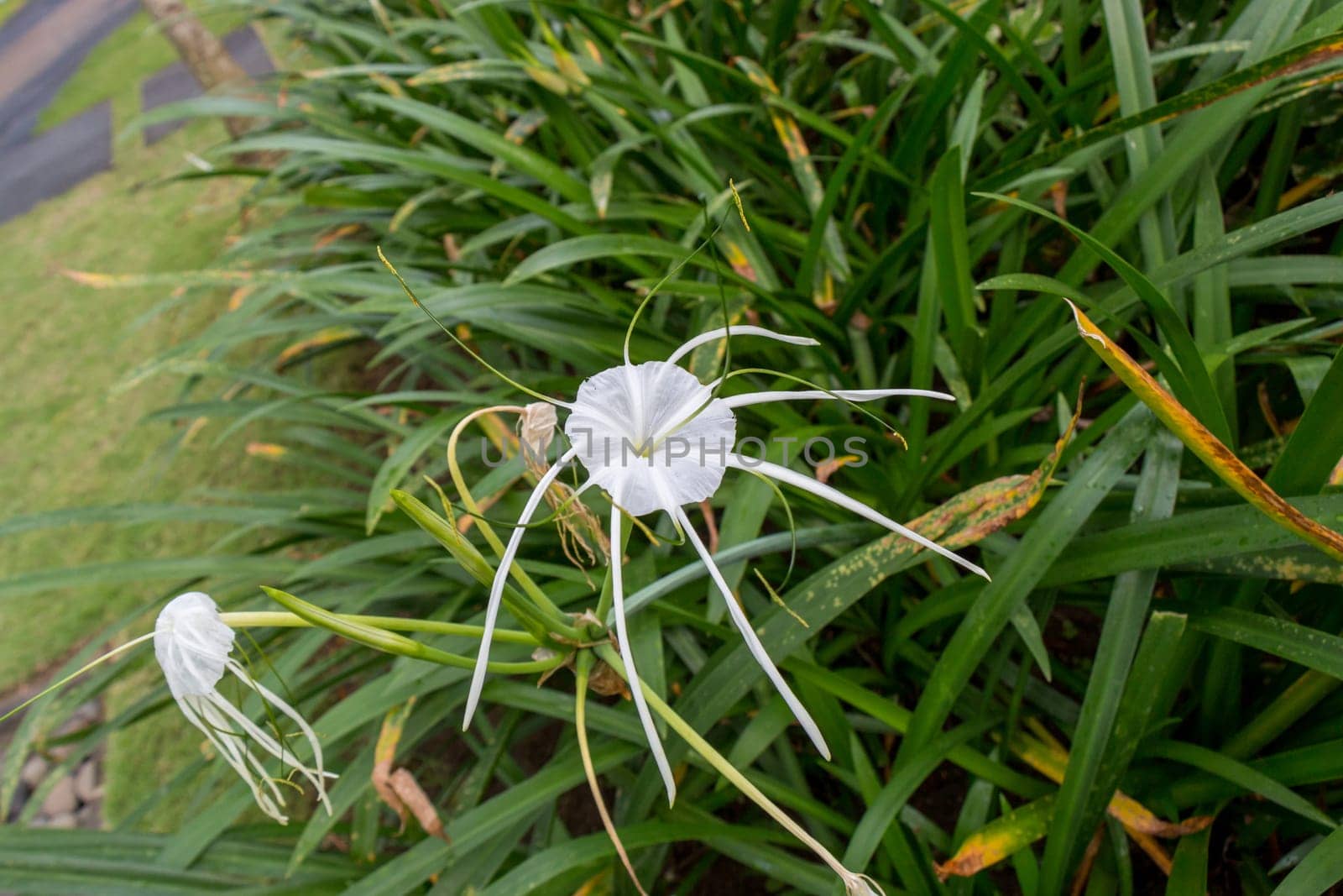 Beautiful white spider lily as a close-up in Bali outdoors