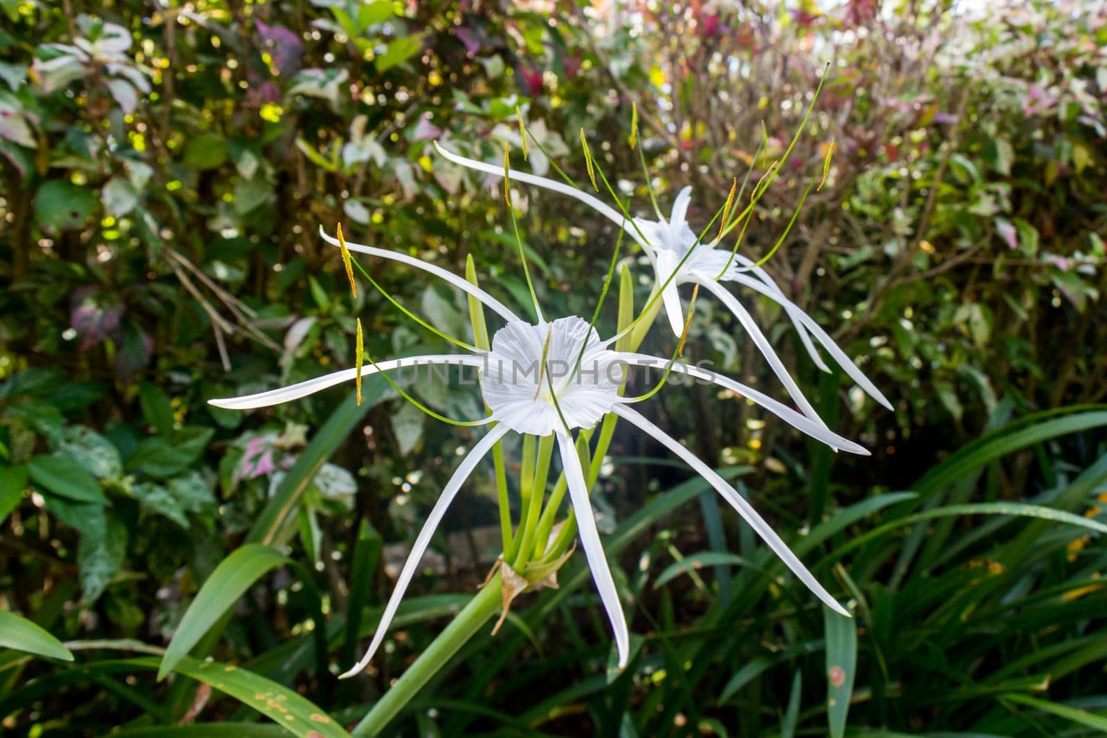 Beautiful white spider lily as a close-up in Bali outdoors