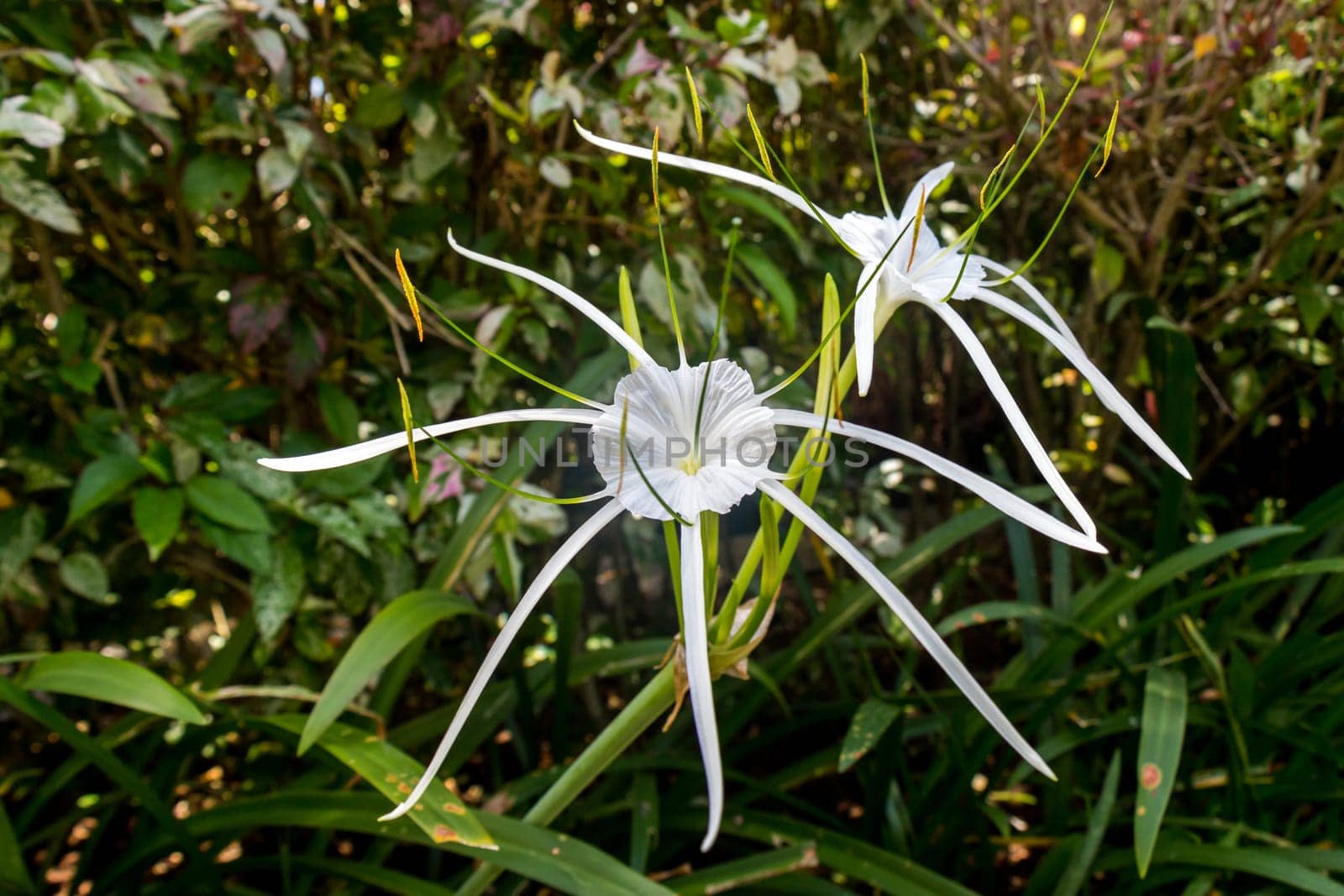 Beautiful white spider lily as a close-up in Bali outdoors