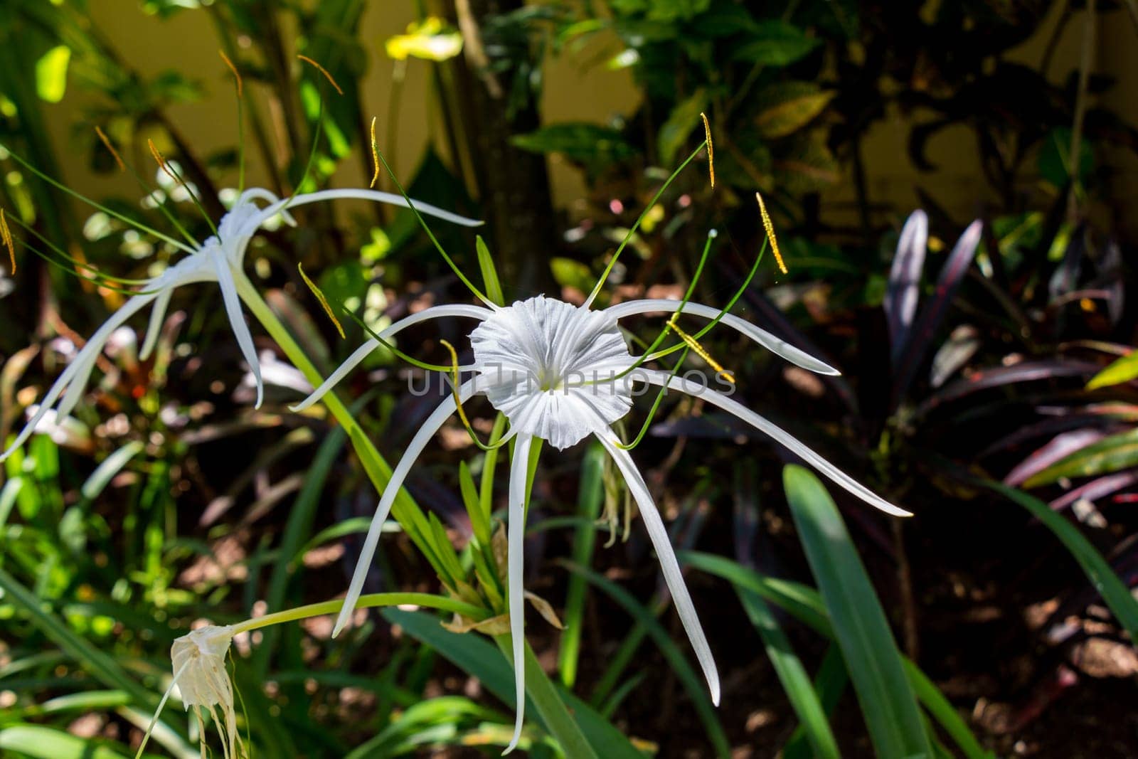 Beautiful white spider lily as a close-up in Bali outdoors