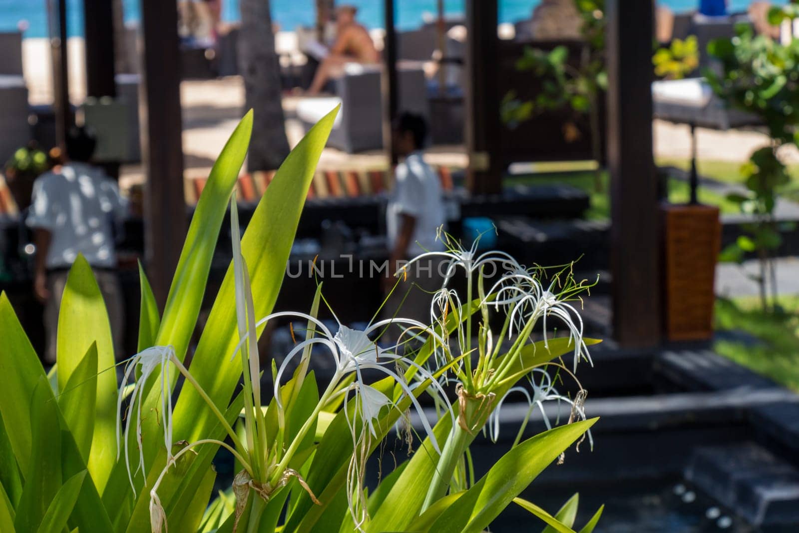 Beautiful white spider lily as a close-up in Bali outdoors