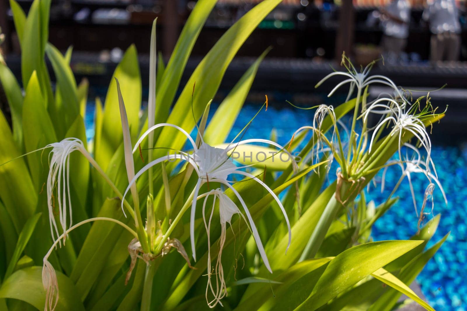 Beautiful white spider lily as a close-up in Bali outdoors