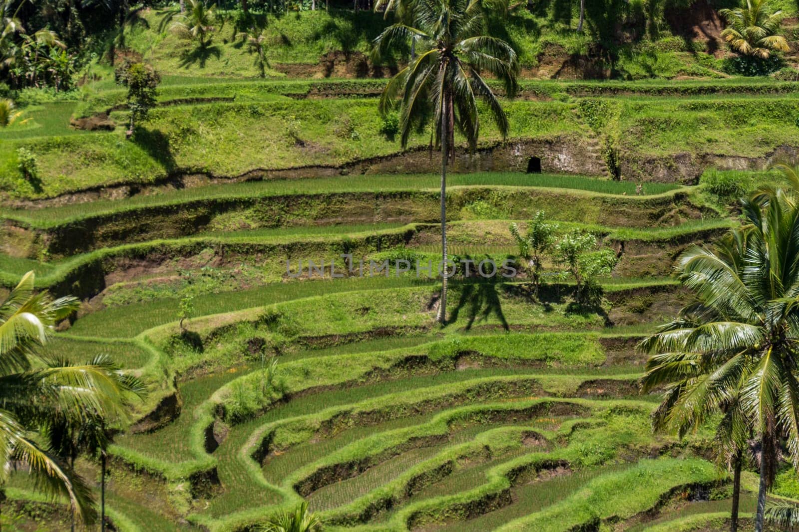 Green rice fields with rich vegetation in Bali with blue sky