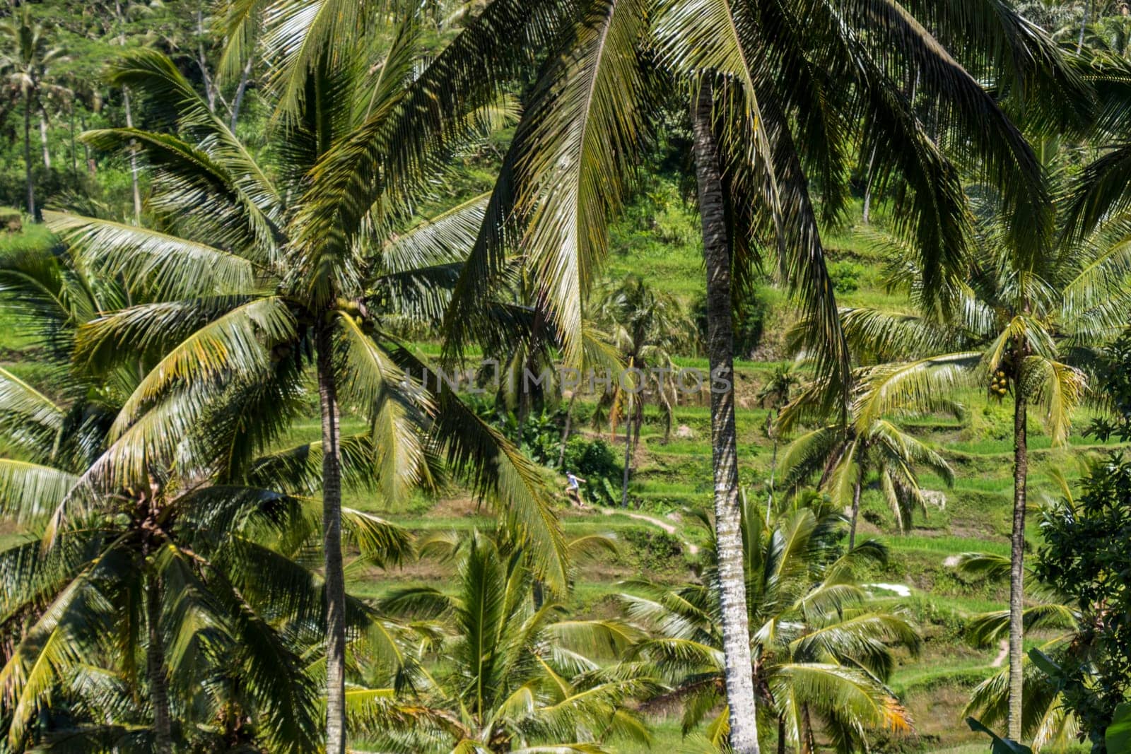 Green rice fields with rich vegetation in Bali with blue sky