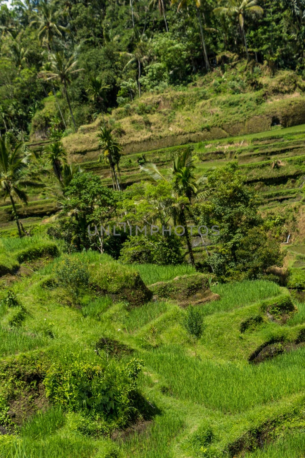 Green rice fields with rich vegetation in Bali with blue sky