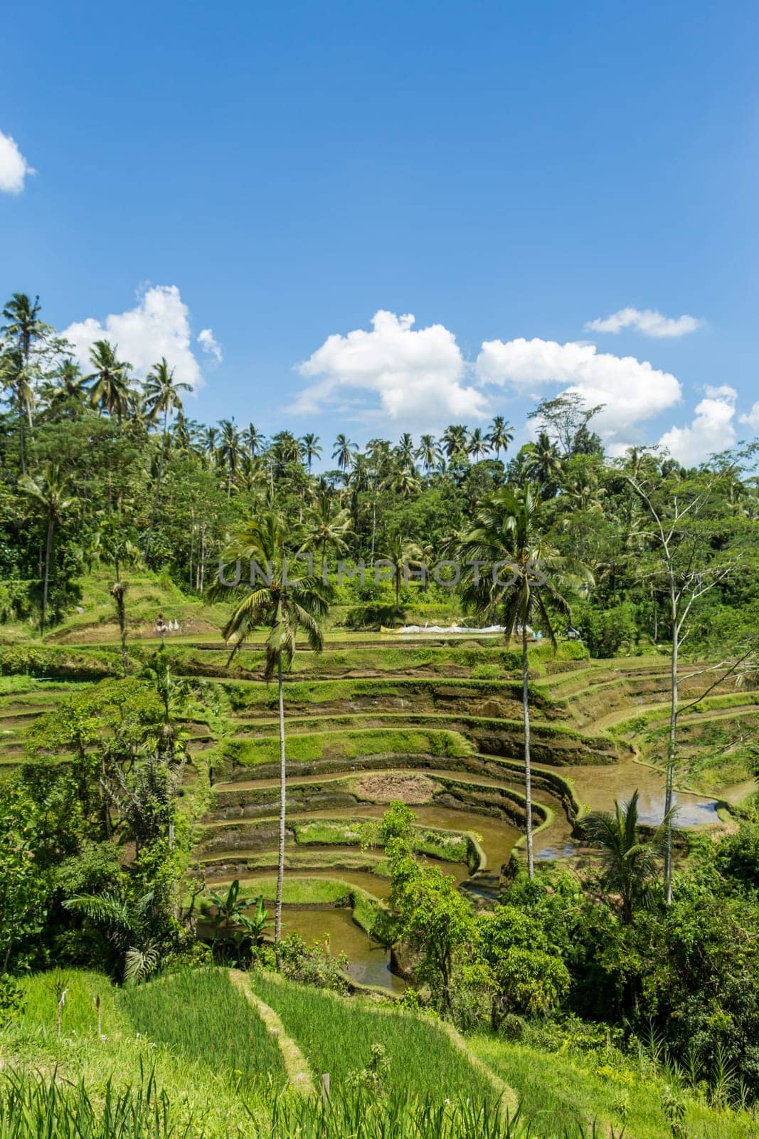 Green rice fields with rich vegetation in Bali with blue sky
