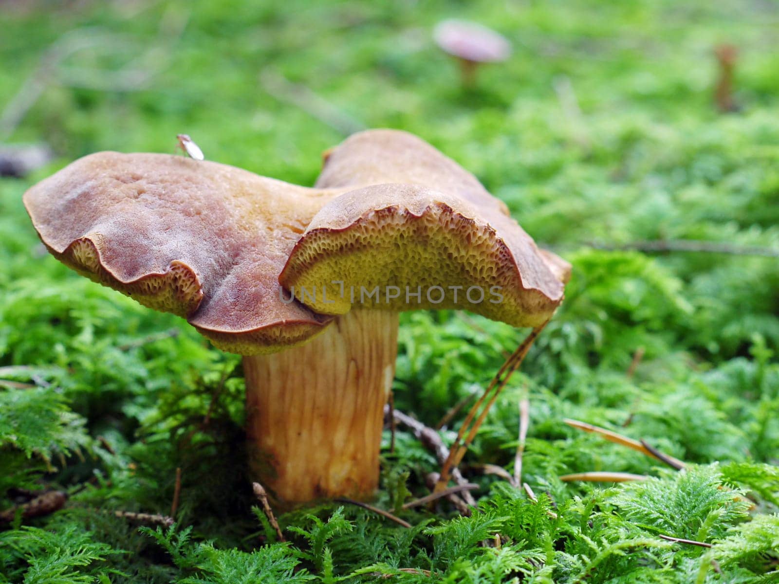 Mushroom in the forest