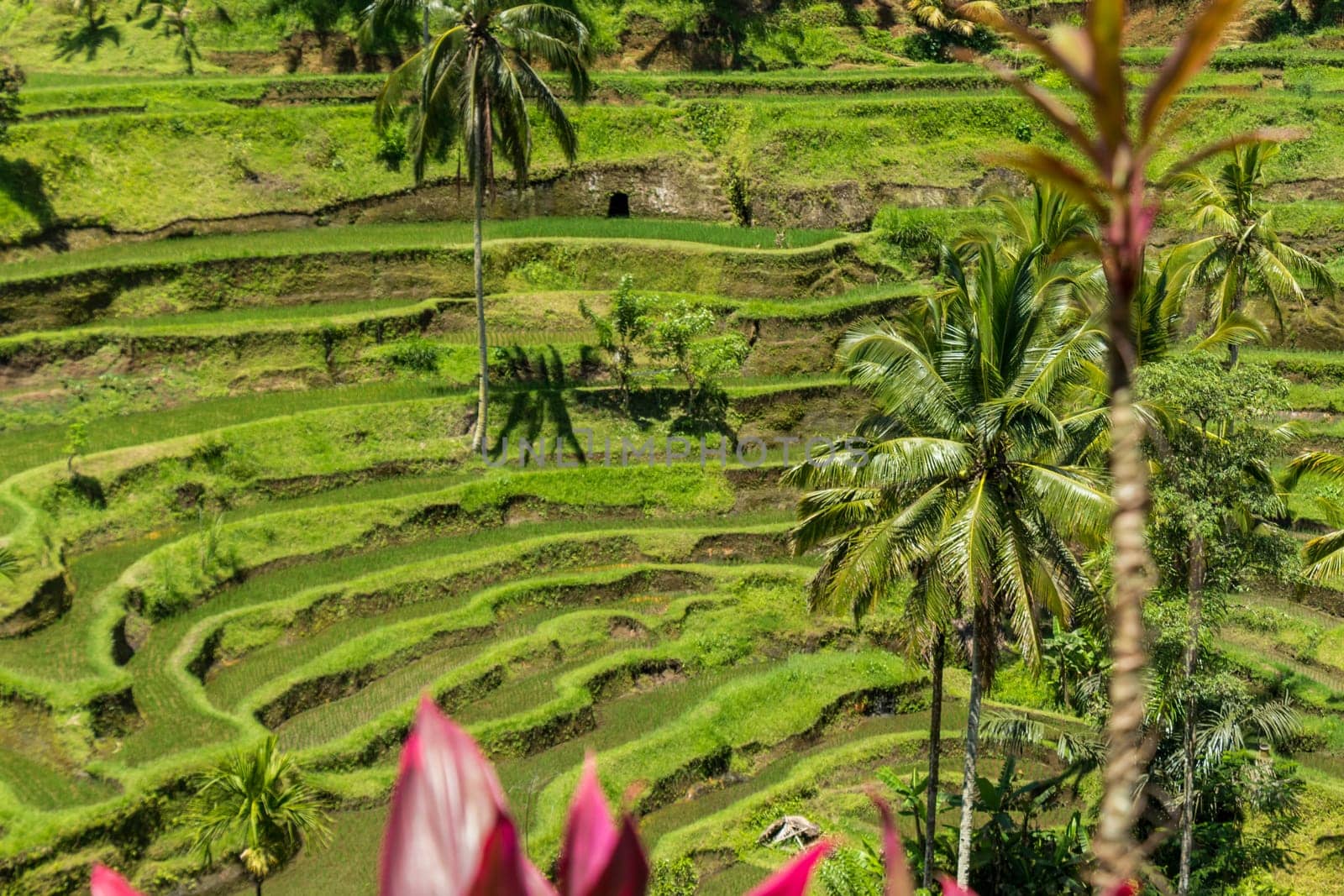 Green rice fields with rich vegetation in Bali with blue sky