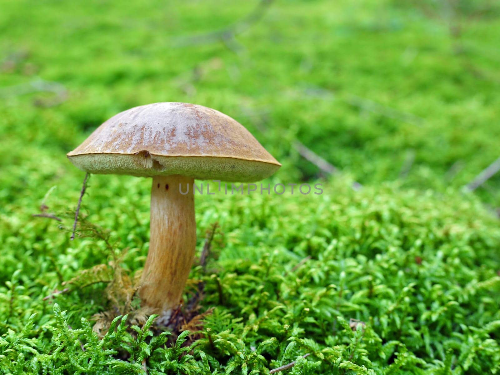 Mushroom in the forest