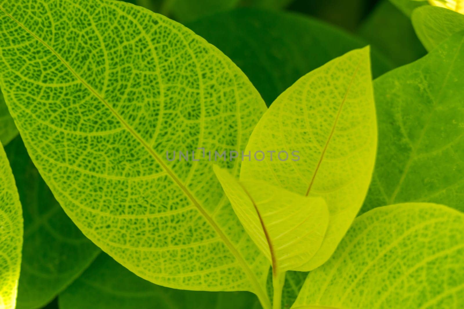 Botanical grune leaves in the tropics as a close-up