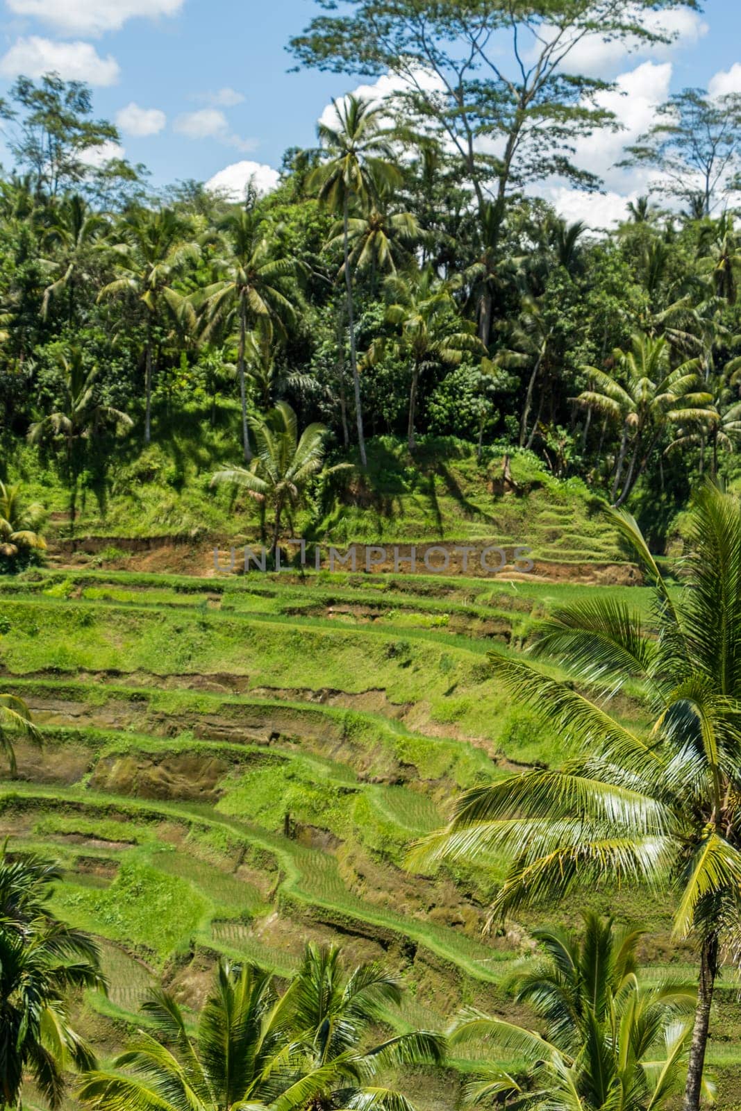 Green rice fields with rich vegetation in Bali with blue sky