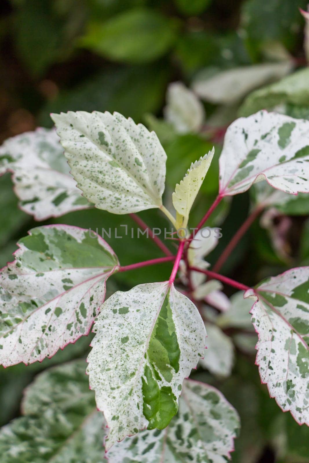 Supervision of green leaves in the tropics as a close-up