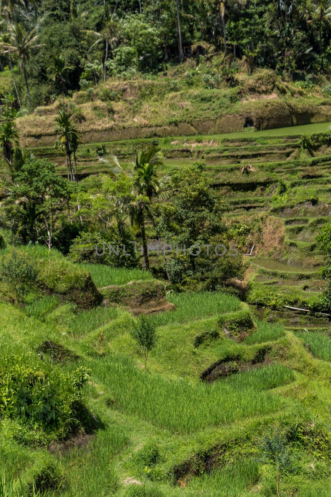 Green rice fields with rich vegetation in Bali with blue sky