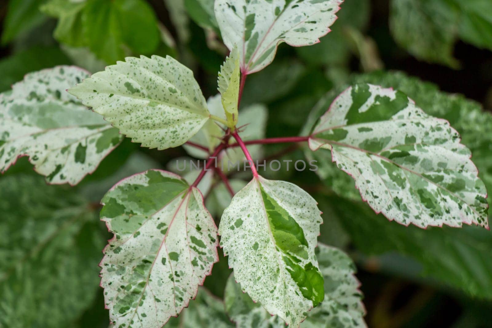 Supervision of green leaves in the tropics as a close-up
