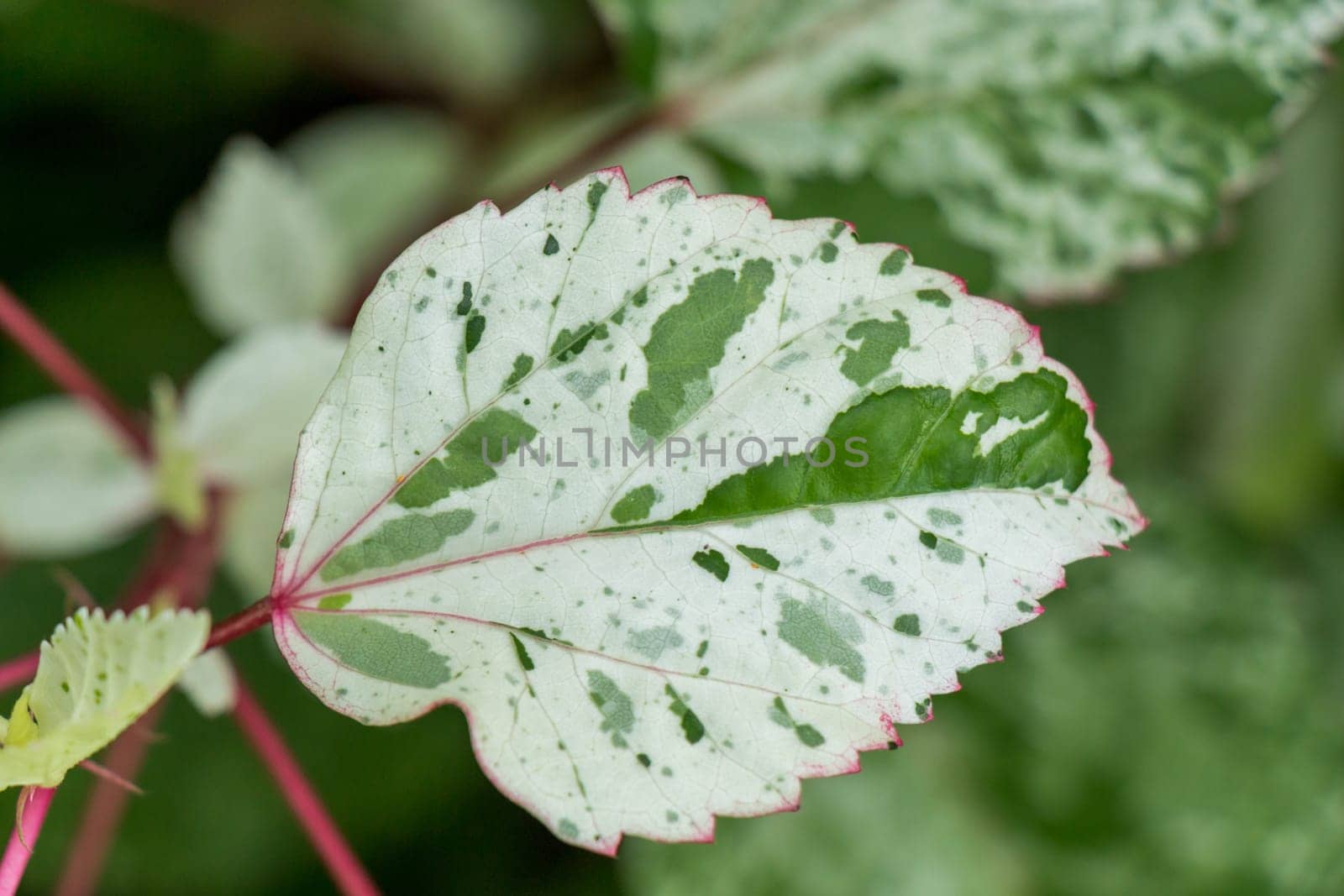Supervision of green leaves in the tropics as a close-up
