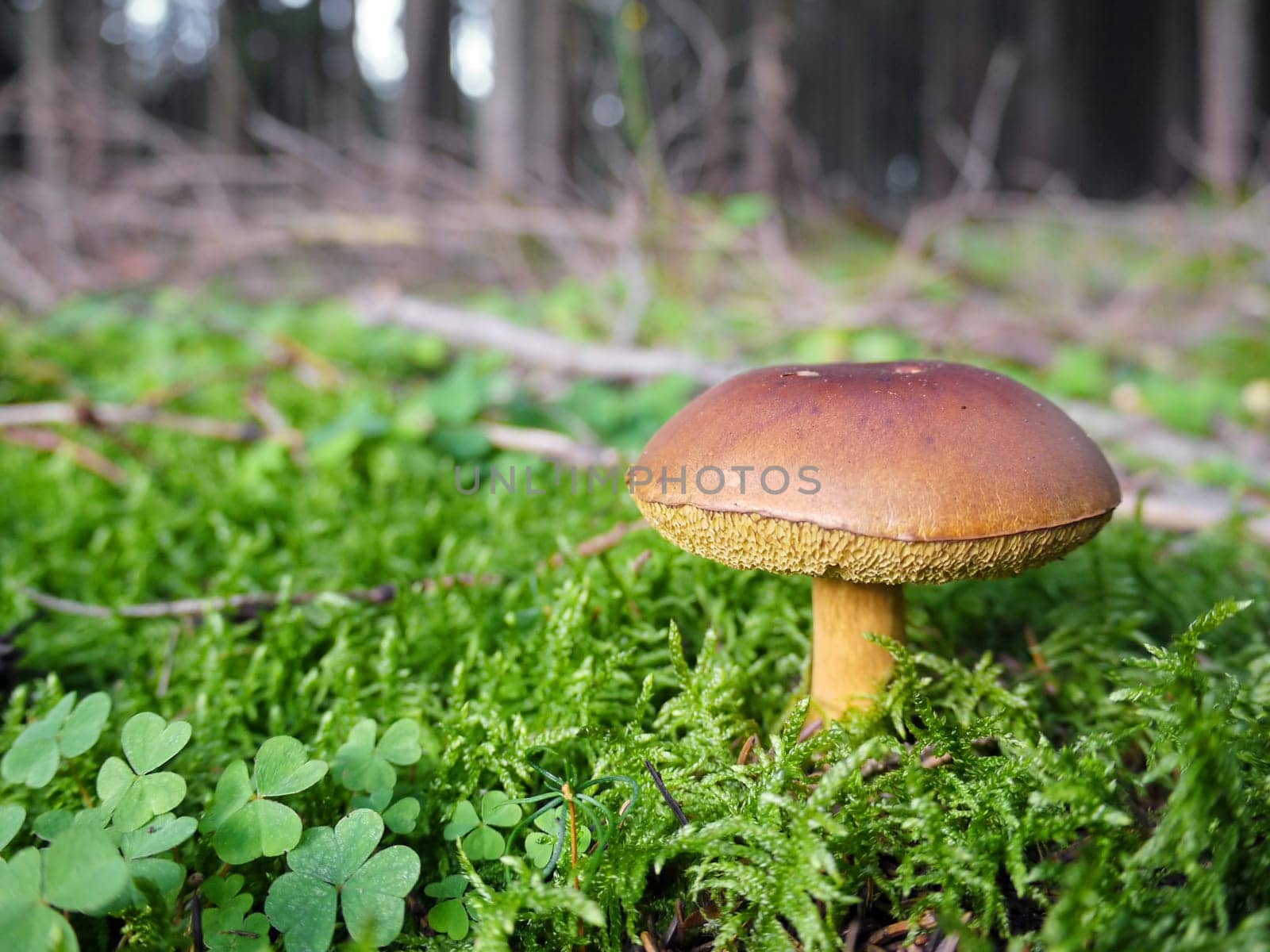 Mushroom in the forest
