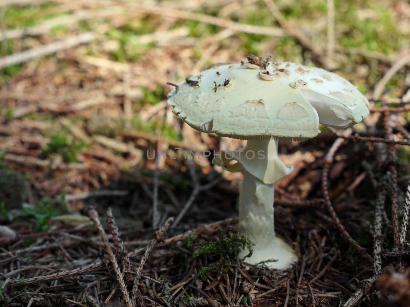 Tuber leaf fungus Amanita phalloides