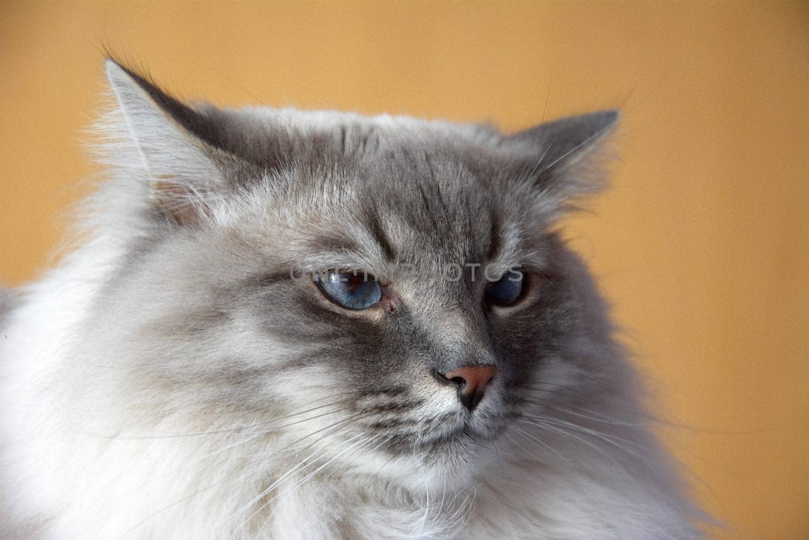 Siberian forest cat