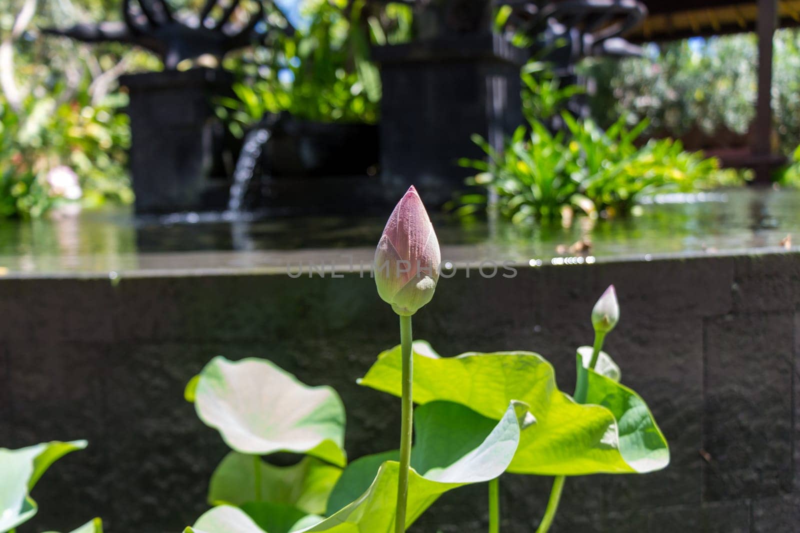 Beautiful water lily blossom water lily in a water lily pond as a close-up