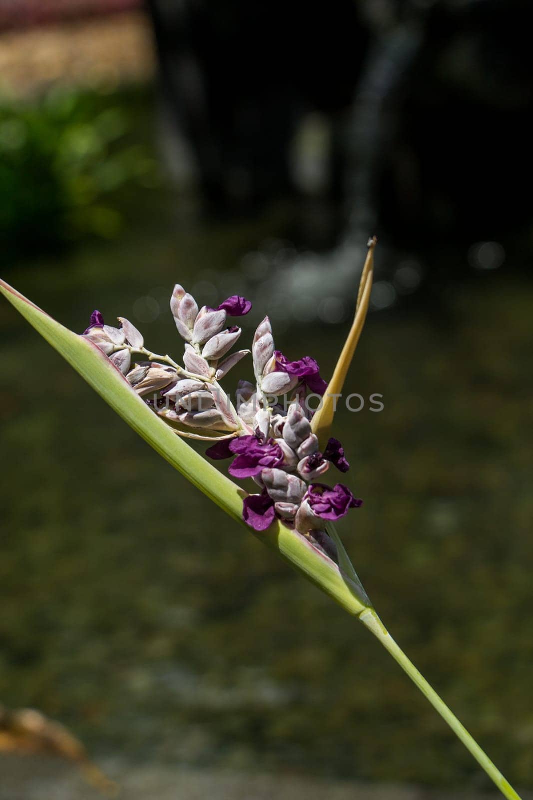 Close-up of a purple flower on a prickly inflorescence grows in a tropical garden in Bali