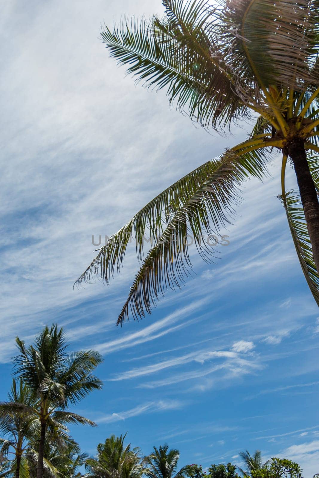 Tropical green coconut trees in Bali in front of blue sky with small clouds