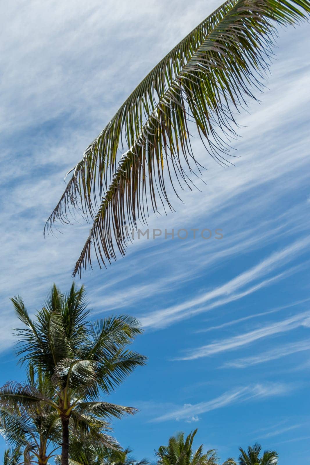 Tropical green coconut trees in Bali in front of blue sky with small clouds