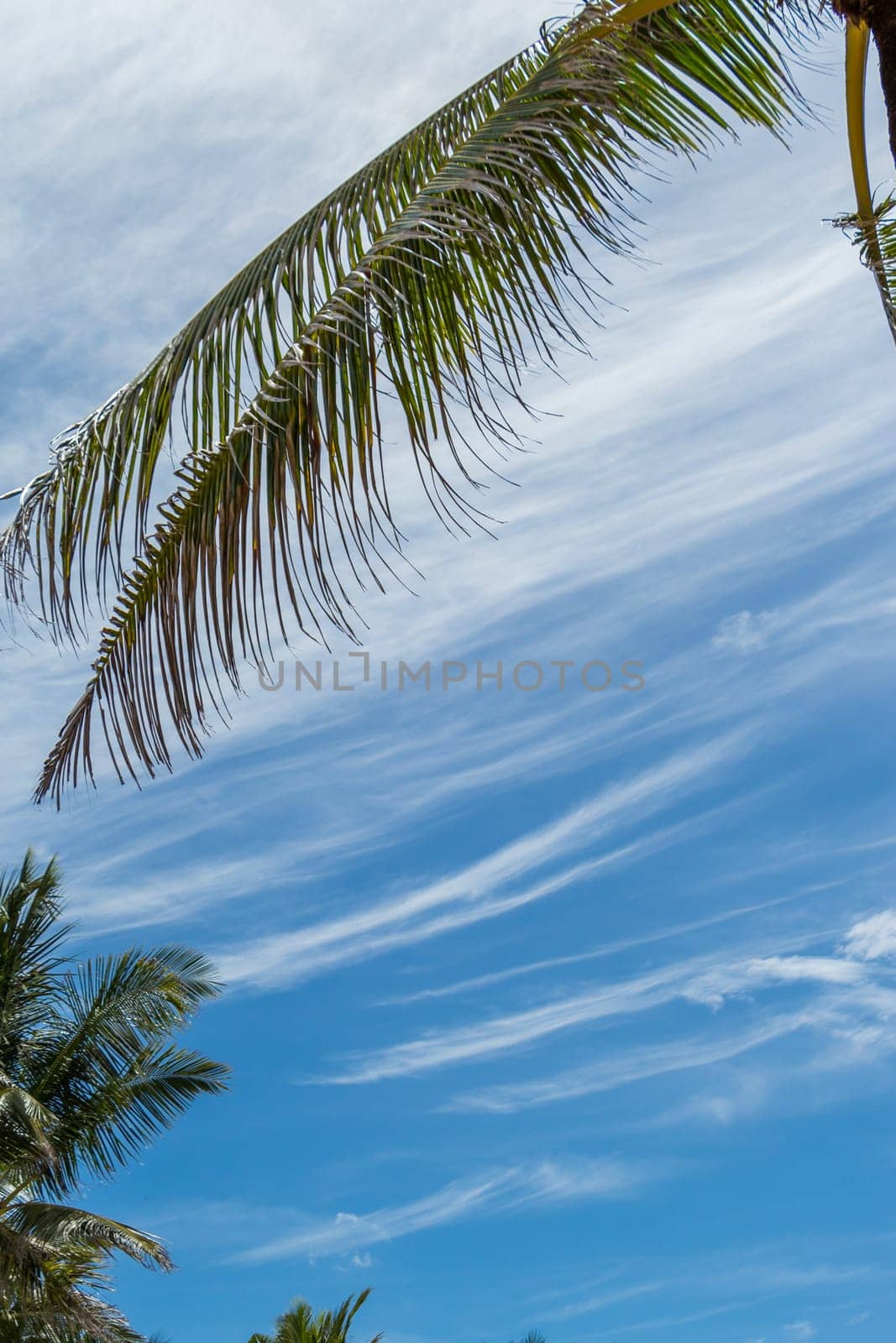 Tropical green coconut trees in Bali in front of blue sky with small clouds