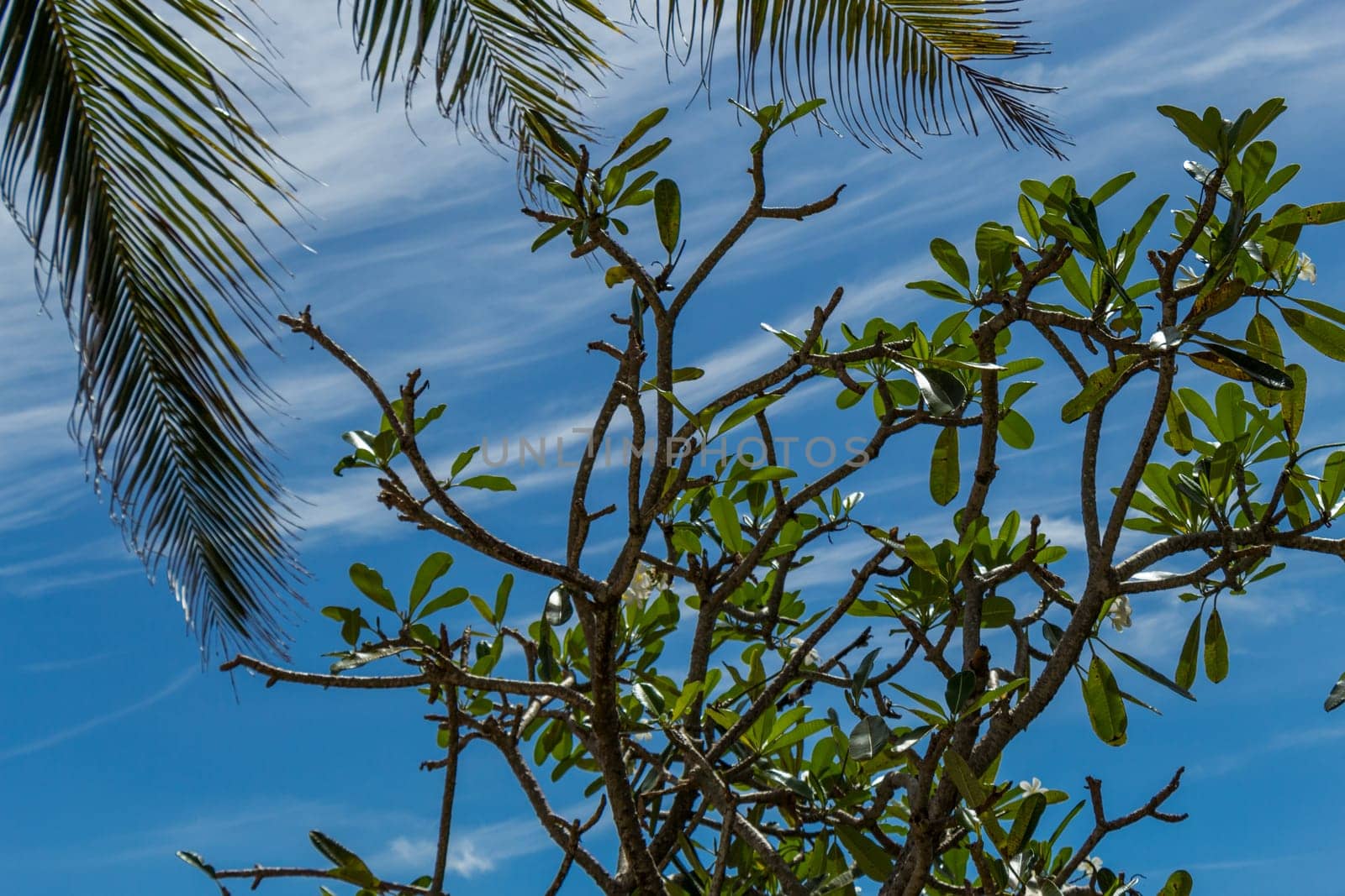 Tropical green coconut trees in Bali in front of blue sky with small clouds