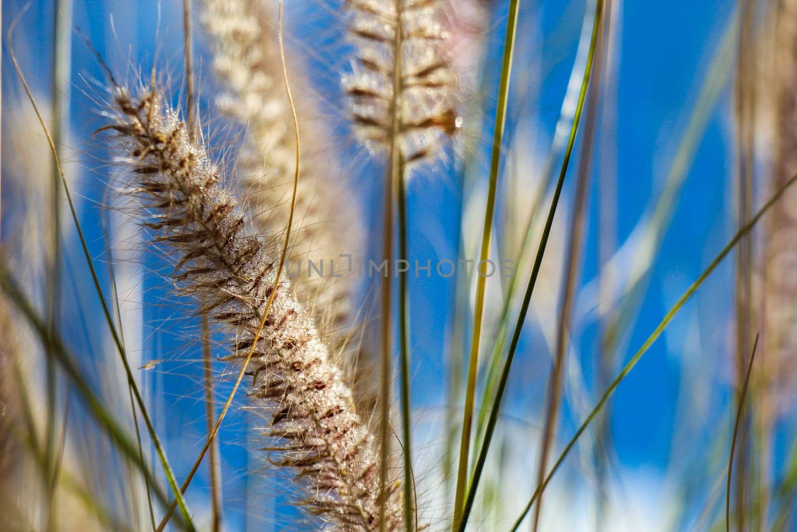 Blooming wild grass with delicate inflorescence fluffy in the open landscape under a beautiful blue sky with white clouds
