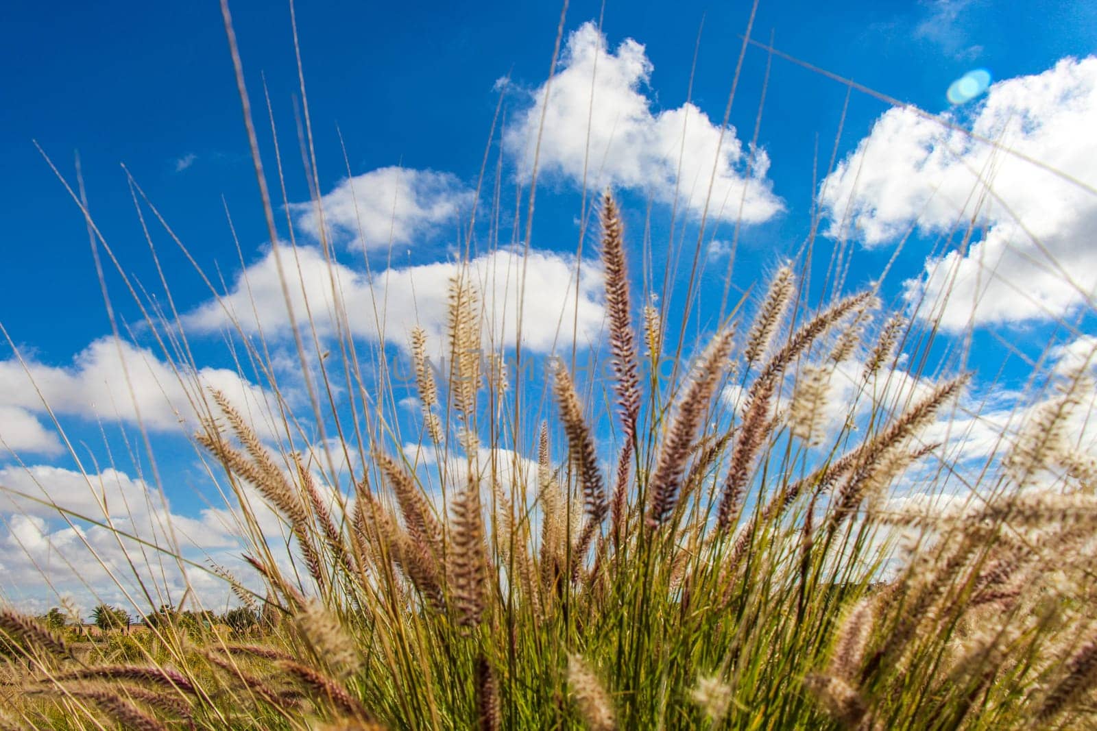 Blooming wild grass with delicate inflorescence fluffy in the open landscape under a beautiful blue sky with white clouds
