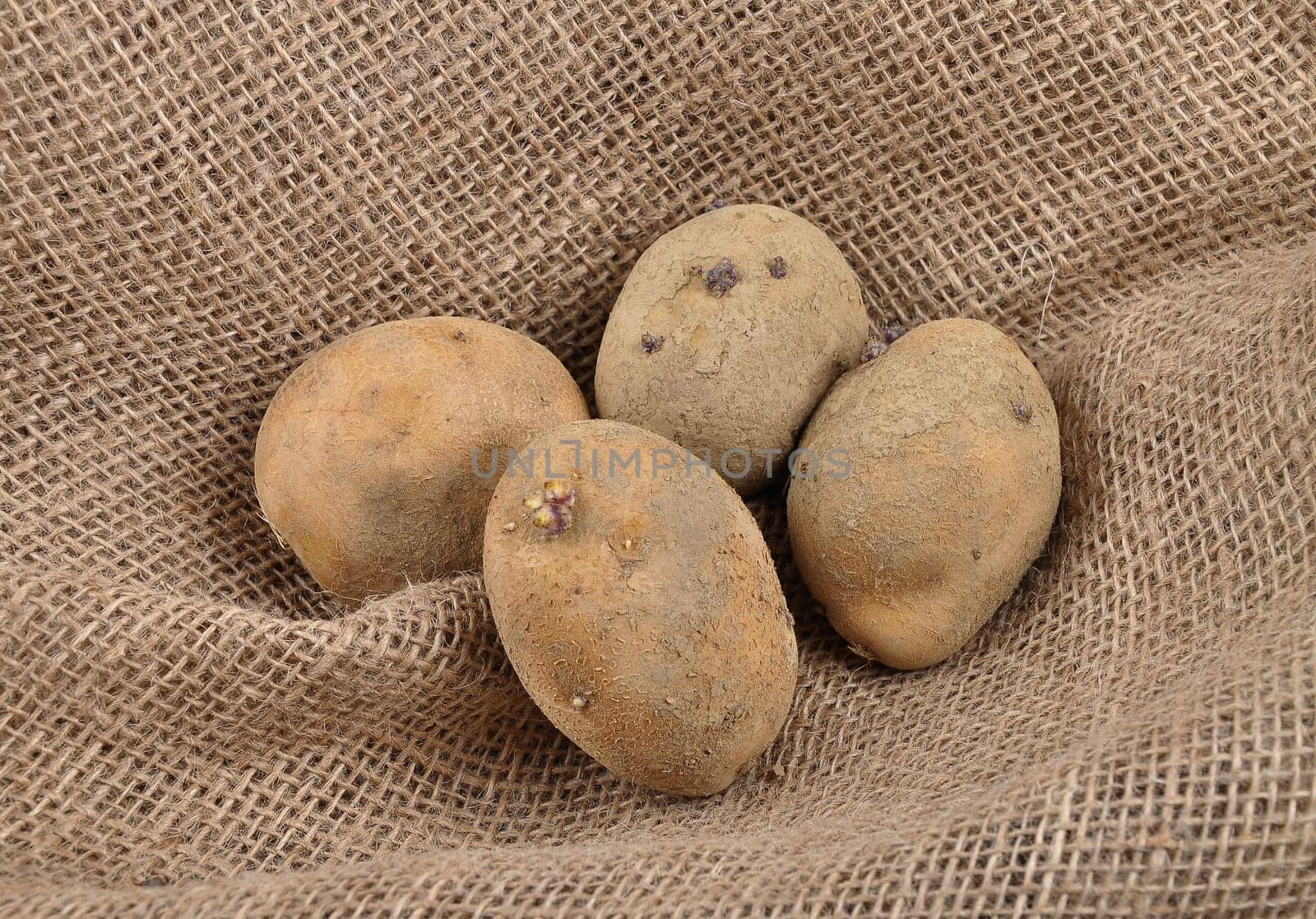 Potatoes on jute