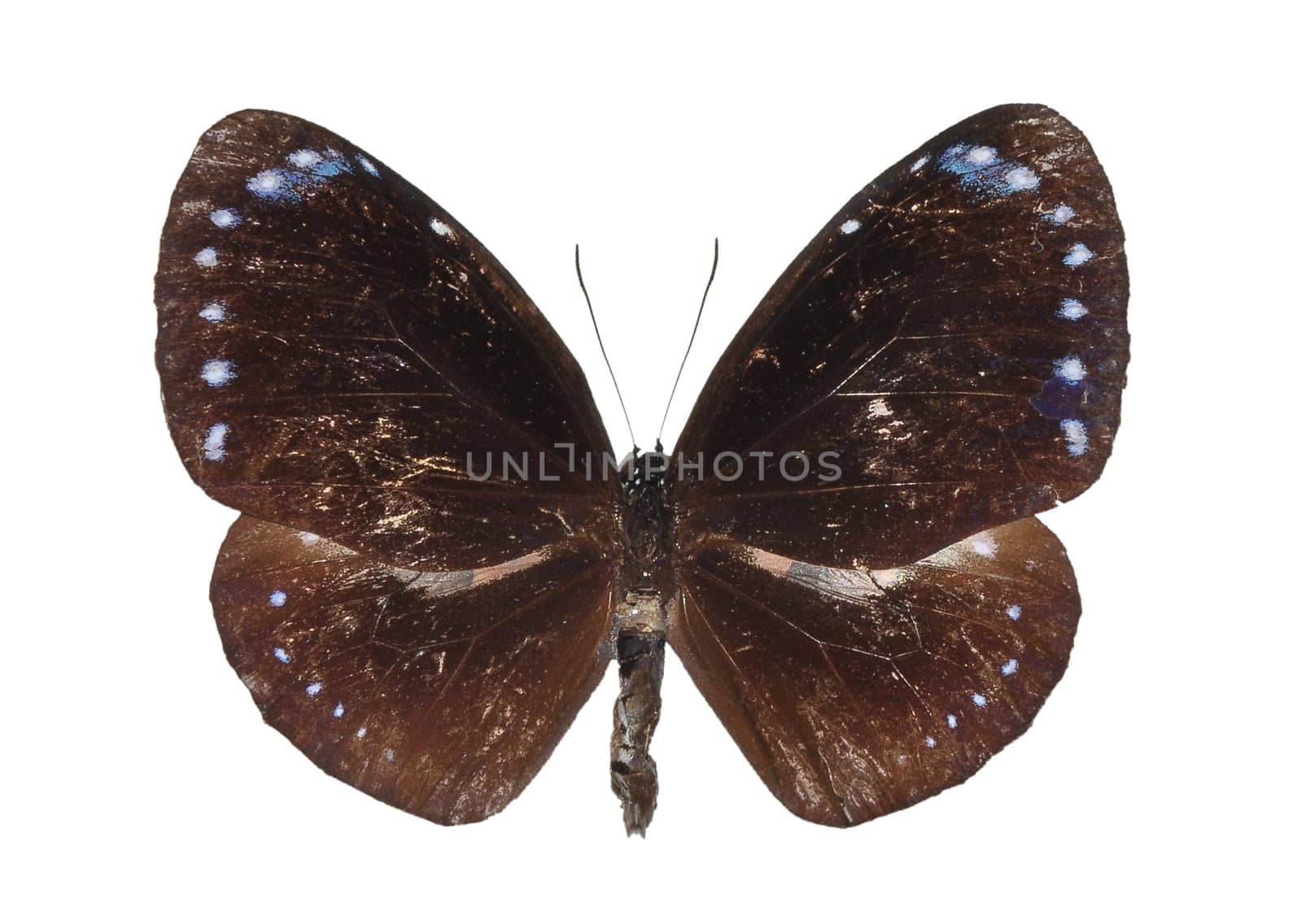 Euploea tulliolus
