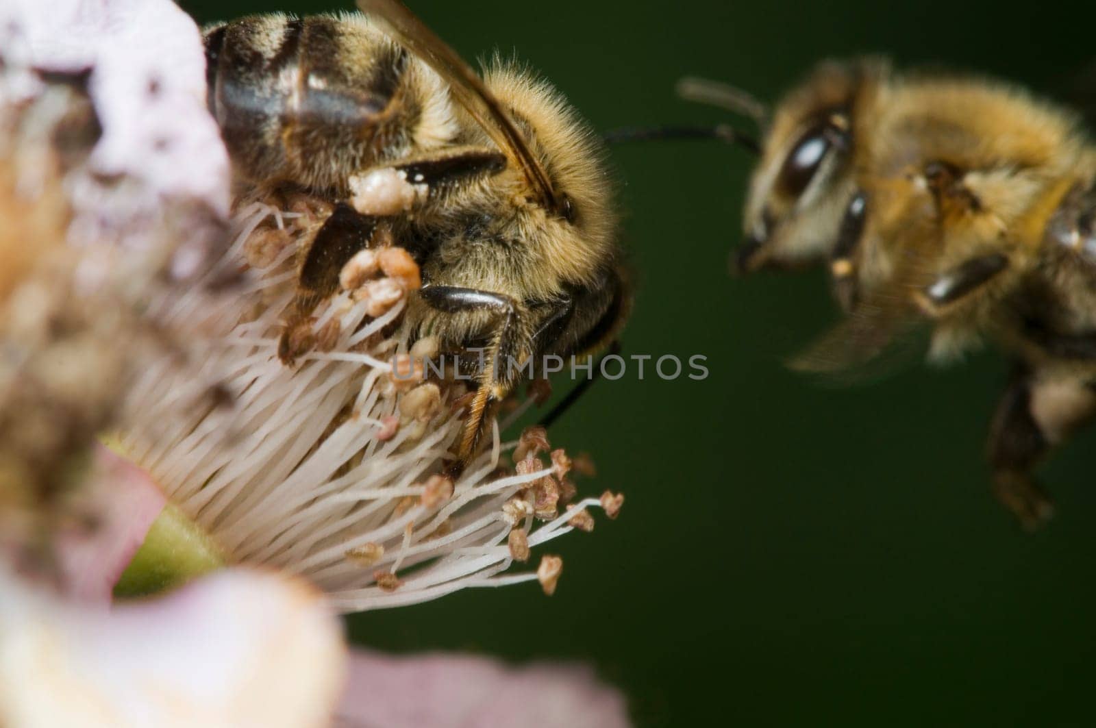 Macro shot of a wild bee on blackberry blossom sucking with flying bee in the background