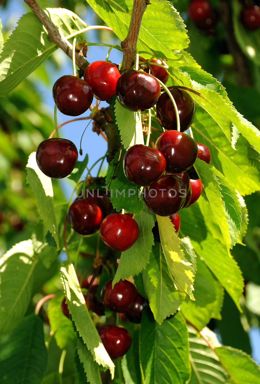 Cherries