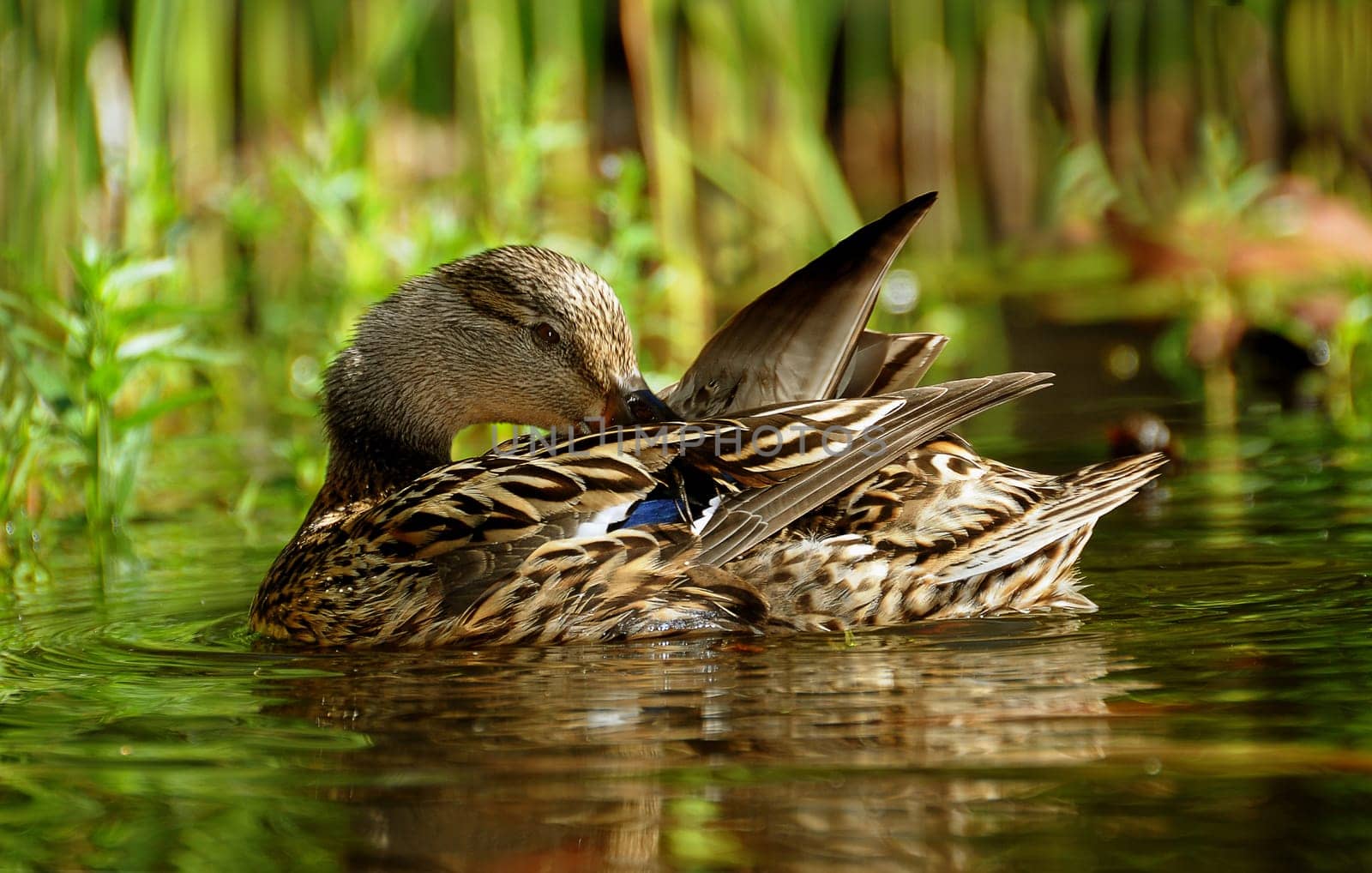 Duck